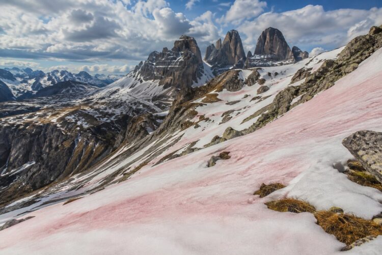 Porque existe neve cor-de-rosa em certas montanhas