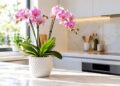 Porque as orquídeas não voltam a florir depois da primeira floração