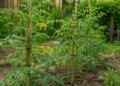Porque os tomateiros deixam de dar frutos no verão mesmo com muitas flores