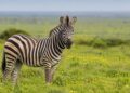 Porque as zebras têm riscas (e não é só camuflagem)