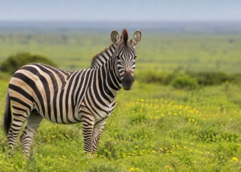 Porque as zebras têm riscas (e não é só camuflagem)