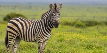 Porque as zebras têm riscas (e não é só camuflagem)