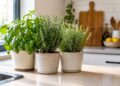 Plantas aromáticas na cozinha: quais as mais indicadas para plantar?