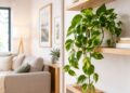 Plantas pendentes ideais para prateleiras e estantes