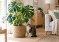 Plantas de interior seguras para casas com gatos
