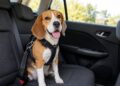Transportar o seu animal solto dentro do carro também é motivo de multa