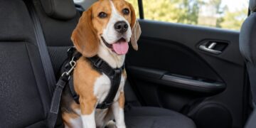 Transportar o seu animal solto dentro do carro também é motivo de multa