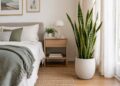 As melhores plantas de interior para quartos com pouca luz natural