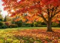 Folhas caídas no jardim: como transformá-las em terra de folhas em vez de as deitar fora