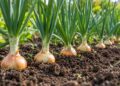 Plantar cebolas no outono: bolbilhos ou cebolo, e o sinal que indica a hora de colher
