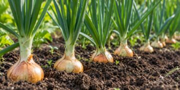 Plantar cebolas no outono: bolbilhos ou cebolo, e o sinal que indica a hora de colher
