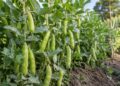 Favas na horta: porque se semeiam no outono e o gesto que trava o piolho-negro
