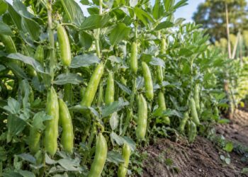 Favas na horta: porque se semeiam no outono e o gesto que trava o piolho-negro