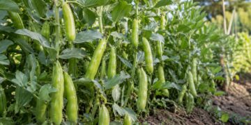 Favas na horta: porque se semeiam no outono e o gesto que trava o piolho-negro