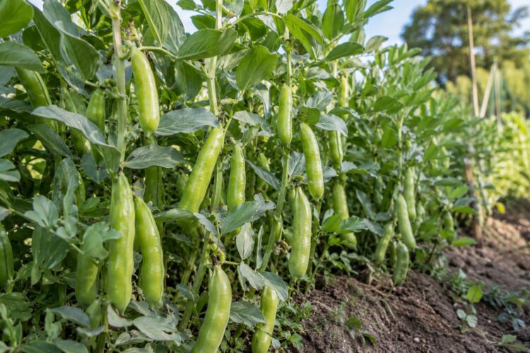 Favas na horta: porque se semeiam no outono e o gesto que trava o piolho-negro