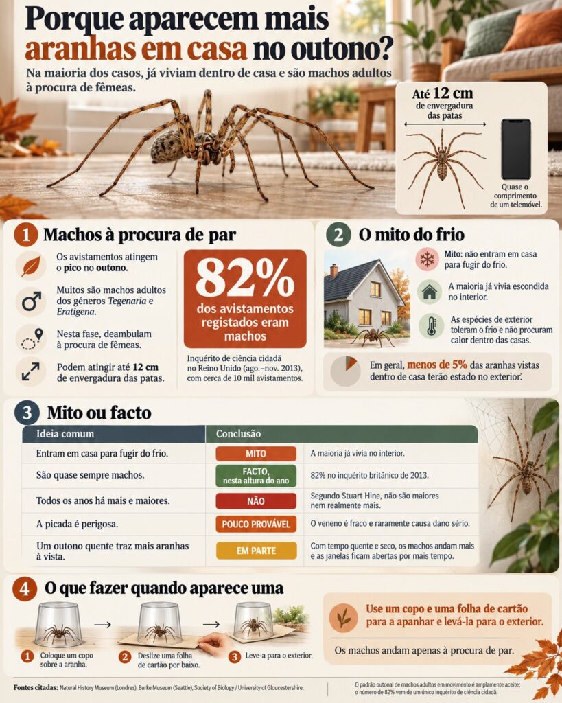 Aranhas dentro de casa no outono: porque aparecem agora e porque não vêm fugir do frio