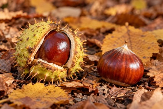 Castanha-da-índia ou castanha comestível: como distinguir as que caem agora no chão