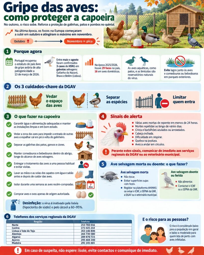 Galinhas no quintal no outono: as medidas da DGAV contra a gripe das aves e quando avisar